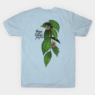 Hoya callistophylla in bloom T-Shirt